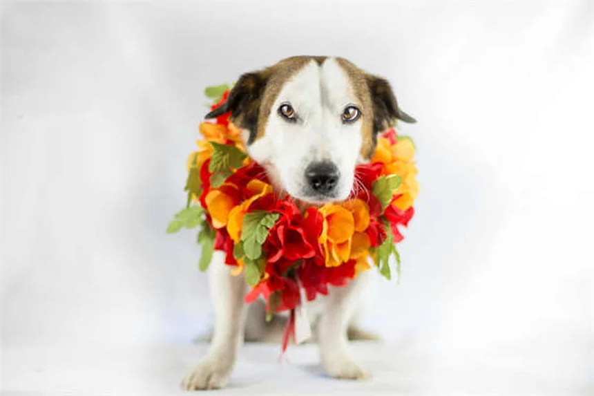 2025 Rivian R1S & R1T California Dune Edition: Desert-Ready EVs